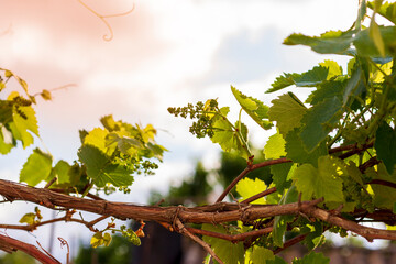 Spring Grape Vines on a sunny day