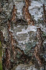 Natural birch bark is useful for background. Close-up.