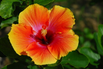 Orange shoe flower, a kind of tropical rainforest flower, Thailand