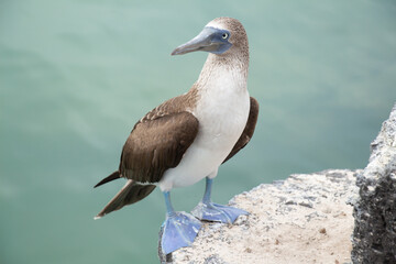 Blue-footed booby bird Galapagos standing sea
