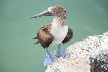 Blue-footed booby bird Galapagos standing sea