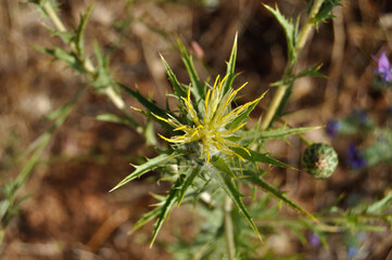 Flor de cardo amarilla en primavera