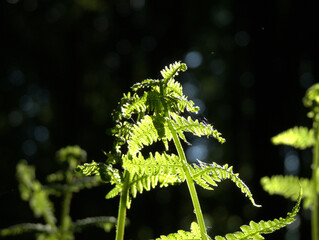 paproć skąpana w słońcu © Felicjan