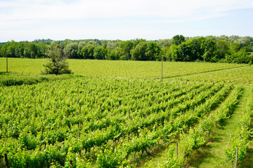 Fototapeta na wymiar Wine fields of Bordeaux french vine in saint émilion