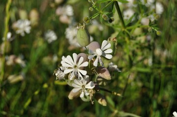 Flores silvestres blancas en primavera
