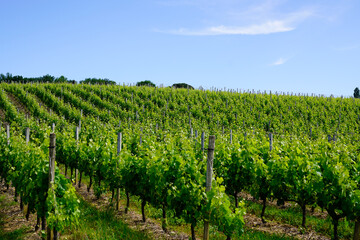 Fototapeta na wymiar green vineyards in bordeaux hill in france , french wine