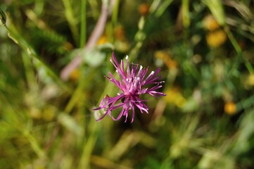Flor silvestre rosa en primavera