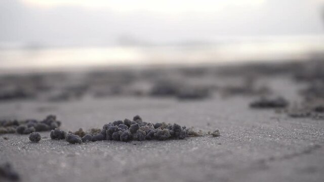 A small crab digs a hole in the sand at low tide.