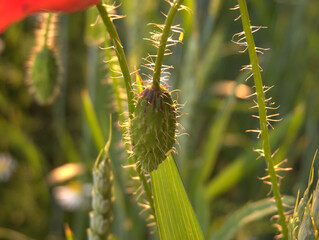 macro sunny © Felicjan