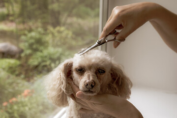 Poodle haircut with scissors on the windowsill at home