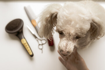 Poodle dog sadly awaits haircut. Groom Your Poodle at Home