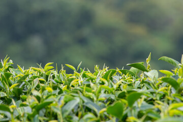 The picture of the tea leaf taken from the corner near the top, there is space to put text.