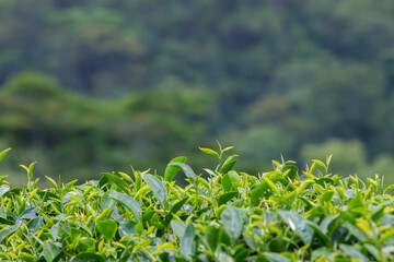 The picture of the tea leaf taken from the corner near the top, there is space to put text.