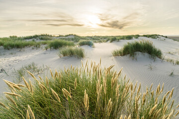 Beach with sand dunes and marram grass with soft sunrise sunset back light. Skagen Nordstrand, Denmark. Skagerrak, Kattegat.