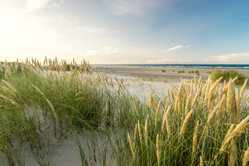 Beach with sand dunes and marram grass in soft sunrise sunset light. Skagen Nordstrand, Denmark. Skagerrak, Kattegat. - 356066620