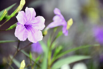 Waterkanon, Watrakanu, Minnieroot, Iron root, Feverroot, Popping pod, Cracker plant,