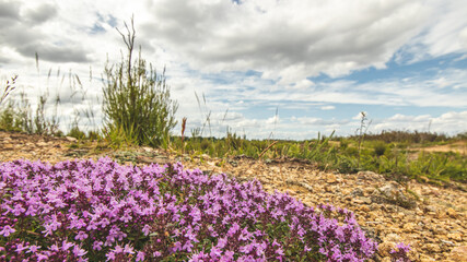 Obraz premium Vue sur un tapis de fleurs violettes - Réserve naturelle nationale du Pinail - Vienne - France