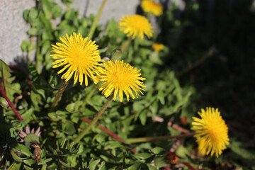 Cheerful Dandelion Blooms
