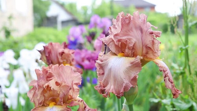 A plant with impressive flowers, garden decoration. Iris germanica is the name for a species of flowering plants in the family Iridaceae commonly known as the German bearded iris.