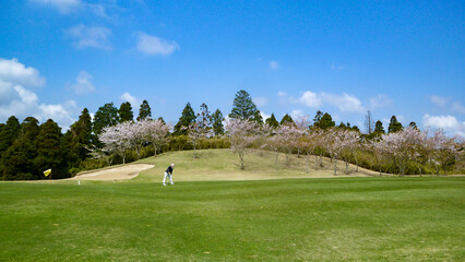 Fototapeta na wymiar 「花よりゴルフ」、桜のお花見とゴルフを同時に楽しもうというゴルファーも