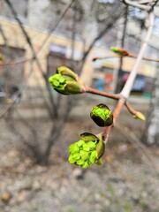 green buds on branches