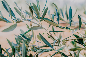 Ramas de olivos con pequeñas aceitunas