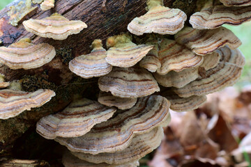 Large layers of Turkey Tail bracket fungus. Botanical name Trametes versicolor also known as...