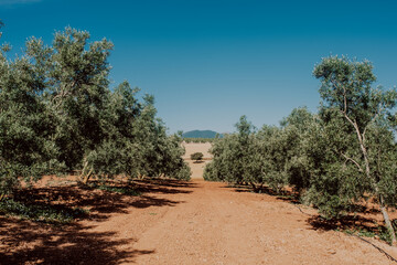 Fototapeta na wymiar Campo de olivos en Andalucía 