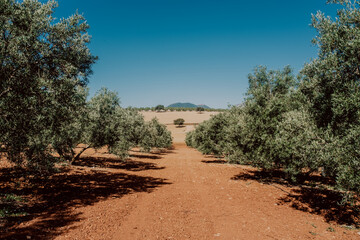 Campo de olivos en Andalucía 