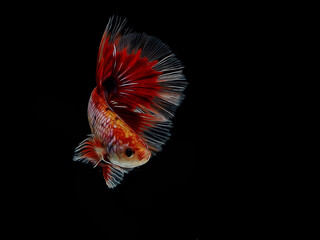 Fototapeta premium oil paint the motion of siames fighting fish..betta splendens fish.
