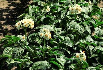 ジャガイモ畑花が咲く　