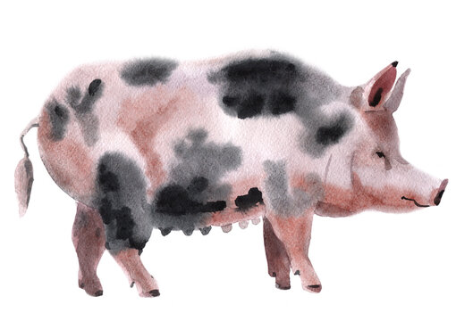 Handwork Watercolor Illustration Of A Pig