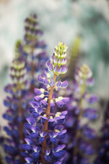 Obraz premium Lupine flowers in a bouquet
