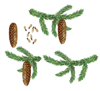 illustrazione realistica non digitale di rami di abete rosso (picea abies) con pigne, foglie e semi 