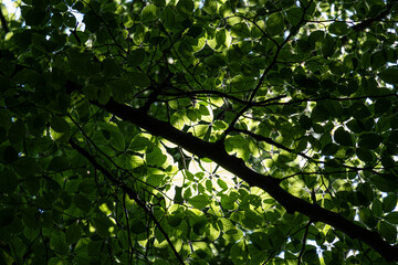 Fototapeta na wymiar Sole tra le foglie