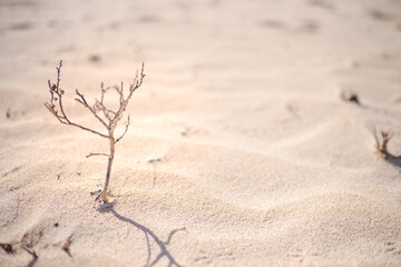 plant in the desert - conceptual photo for growth in adverse conditions