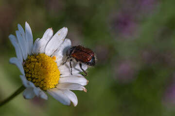Insetto su fiore