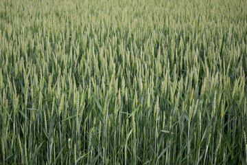 background of green ears of wheat, agriculture and growing cereals. Spikelets of wheat on the field.