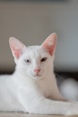 Close up portrait of a cat, domestic cat, kitty (selective focus)