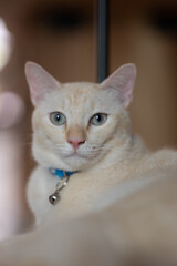 Close up portrait of a cat, domestic cat, kitty (selective focus)