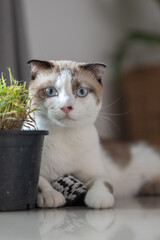 Close up portrait of a cat, domestic cat, kitty (selective focus)