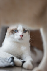 Close up portrait of a cat, domestic cat, kitty (selective focus)