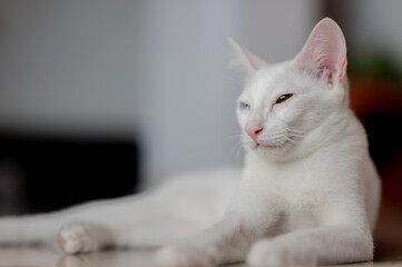Close up portrait of a cat, domestic cat, kitty (selective focus)