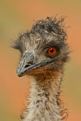 Common Emu - Dromaius novaehollandiae, portrait of large ground popular bird from Australian savannas and bushes, Australia.