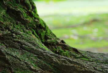 Fototapeta na wymiar 木の幹と根のクローズアップ