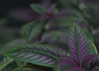 緑色と紫色の植物の葉