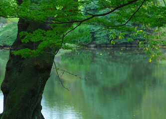 木と池の風景