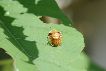 ladybird on leaf