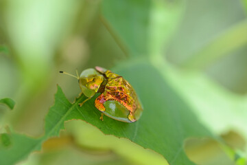 ladybird on leaf