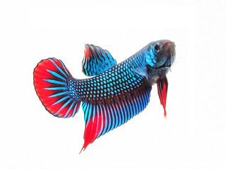 oil paint  siames fighting fish..betta splendens fish.and white background.